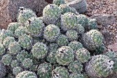 CORYPHANTHA PYCNACANTHA