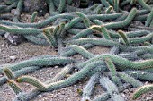 ECHINOPSIS THELEGONA