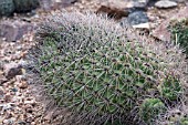 GYMNOCALYCIUM SAGLIONIS GIANT CHIN