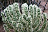 OPUNTIA BIGELOVII TEDDY BEAR