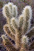 OPUNTIA BIGELOVII TEDDY BEAR