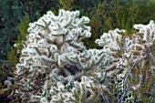 OPUNTIA BIGELOVII TEDDY BEAR