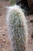 OREOCEREUS CELSIANUS, OLD MAN OF ANDES