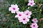 RUELLIA KATIE