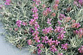 TEUCRIUM MAJORICUM, FRUITY GERMANDER