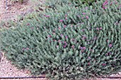 TEUCRIUM MAJORICUM, FRUITY GERMANDER