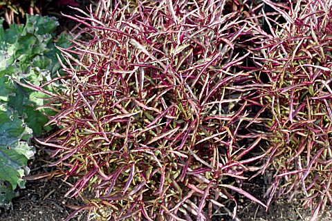 ALTERNANTHERA_FICOIDEA_RED_THREADS