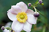 ANEMONE TOMENTOSA