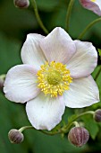 ANEMONE TOMENTOSA