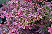 BERBERIS THUNBERGII, GOLDEN RING