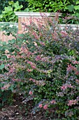 BERBERIS THUNBERGII, GOLDEN RING