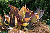 CANNA TROPICANNA FOLIAGE