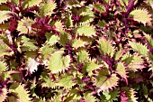 COLEUS HENNA