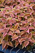 COLEUS RUSTIC ORANGE