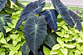 COLOCASIA BLACK MAGIC