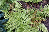 DRYOPTERIS ERYTHROSORA, BRILLIANCE