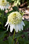 ECHINACEA PURPUREA COCONUT LIME