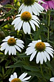 ECHINACEA PURPUREA FINALE WHITE