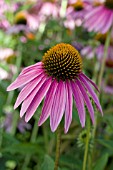 ECHINACEA PURPUREA KIMS KNEE HIGH