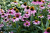 ECHINACEA PURPUREA KIMS MOP HEAD