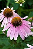 ECHINACEA PURPUREA PRIMADONNA DEEP ROSE