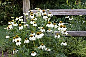 ECHINACEA PURPUREA WHITE SWAN