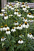 ECHINACEA PURPUREA WHITE SWAN