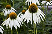 ECHINACEA PURPUREA WHITE SWAN