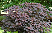 EUPHORBIA COTINIFOLIA