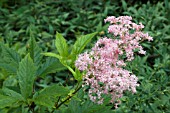 FILIPENDULA RUBRA VENUSTA