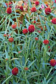 GOMPHRENA STRAWBERRY FIELDS