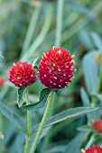 GOMPHRENA STRAWBERRY FIELDS