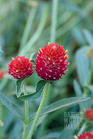 GOMPHRENA_STRAWBERRY_FIELDS