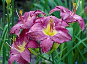 HEMEROCALLIS ADDIS ABABA