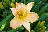 HEMEROCALLIS APRICOT PETTICOATS