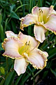 HEMEROCALLIS AT FIRST BLUSH