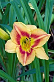 HEMEROCALLIS AZTEC PRIESTESS