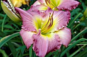 HEMEROCALLIS BIG SUR