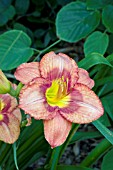 HEMEROCALLIS BRIDGETON COURIER