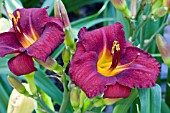 HEMEROCALLIS BROADWAY RUBY SLIPPERS