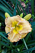 HEMEROCALLIS BRONZED AND BEAUTIFUL