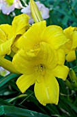 HEMEROCALLIS BUTTERED POPCORN