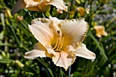 HEMEROCALLIS CINNAMON PLEASURE