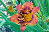 HEMEROCALLIS DOUBLE BOURBON