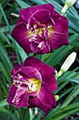 HEMEROCALLIS DOUBLE ROYAL PURPLE