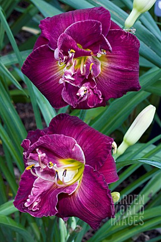 HEMEROCALLIS_DOUBLE_ROYAL_PURPLE