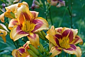 HEMEROCALLIS ELEANOR YATES