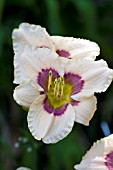 HEMEROCALLIS EXOTIC ECHO