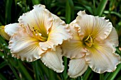 HEMEROCALLIS FAIRY TALE PINK