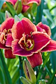 HEMEROCALLIS FIRES OF FUJI